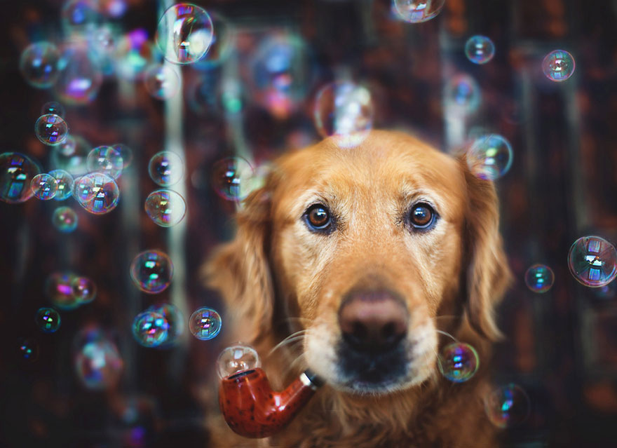 dog-photography-chuppy-golden-retriever-jessica-trinh-8 dog-photography-chuppy-golden-retriever-jessica-trinh-8