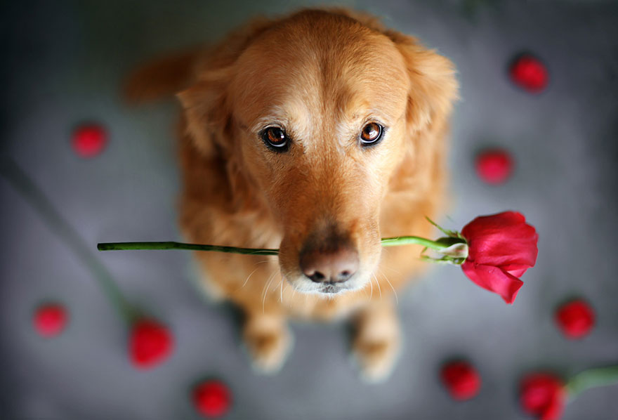 dog-photography-chuppy-golden-retriever-jessica-trinh-9 dog-photography-chuppy-golden-retriever-jessica-trinh-9