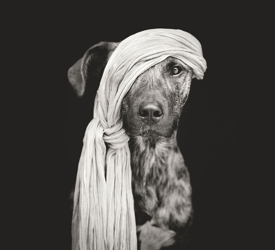 dog-portrait-photography-elke-vogelsang-1 dog-portrait-photography-elke-vogelsang-1
