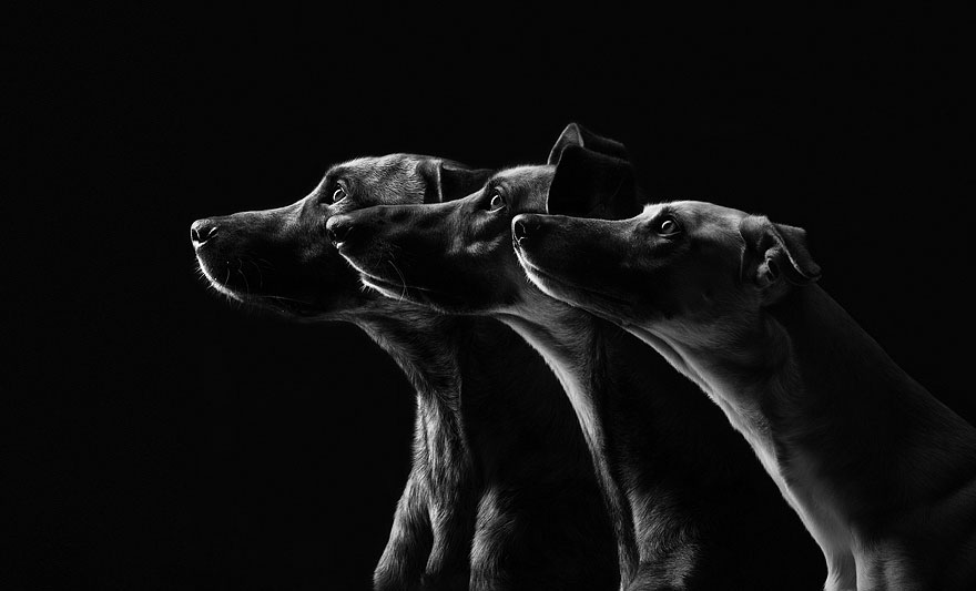 dog-portrait-photography-elke-vogelsang-11 dog-portrait-photography-elke-vogelsang-11