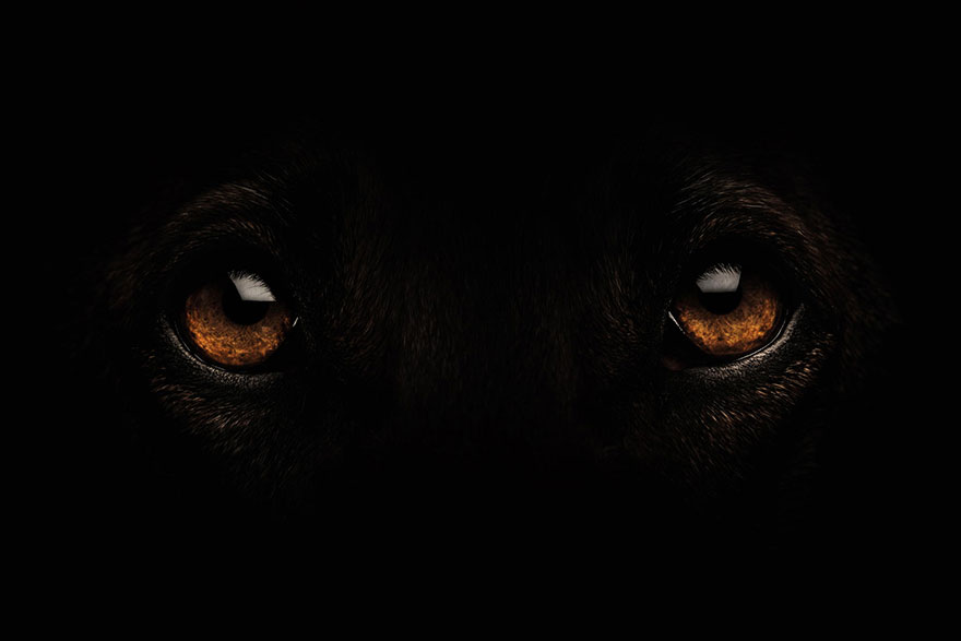 dog-portrait-photography-elke-vogelsang-14 dog-portrait-photography-elke-vogelsang-14