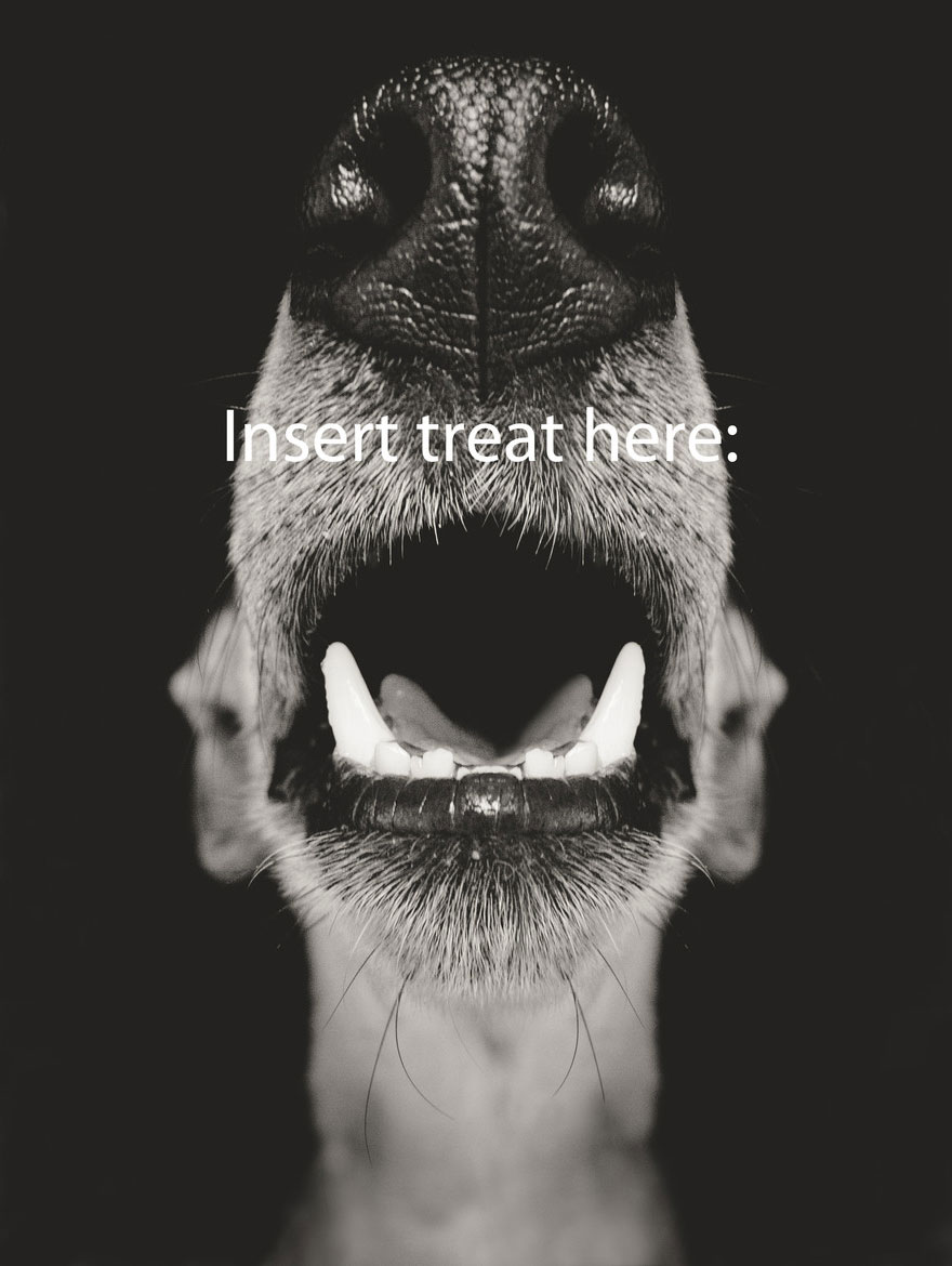 dog-portrait-photography-elke-vogelsang-16 dog-portrait-photography-elke-vogelsang-16