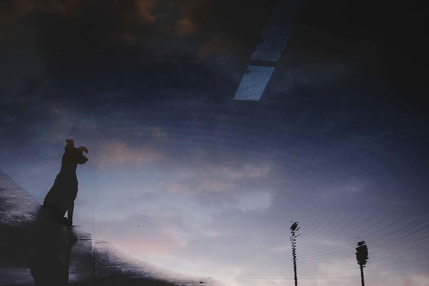 dog-portrait-photography-elke-vogelsang-20 dog-portrait-photography-elke-vogelsang-20