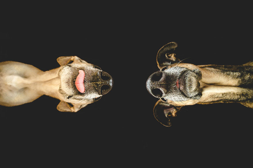 dog-portrait-photography-elke-vogelsang-21 dog-portrait-photography-elke-vogelsang-21