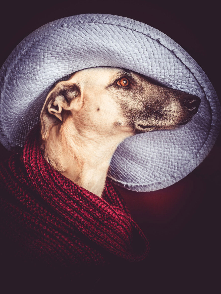 dog-portrait-photography-elke-vogelsang-3 dog-portrait-photography-elke-vogelsang-3