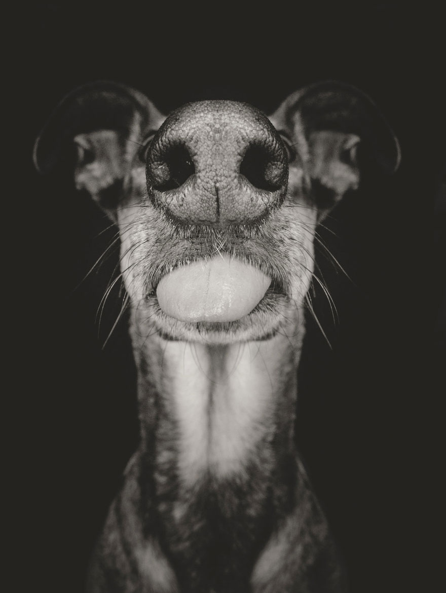 dog-portrait-photography-elke-vogelsang-8 dog-portrait-photography-elke-vogelsang-8