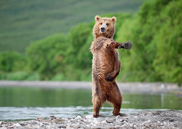 funny-bears-doing-human-things-13