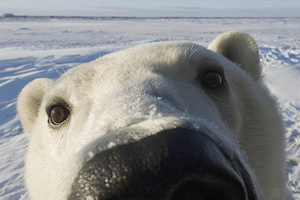 funny-bears-doing-human-things-23