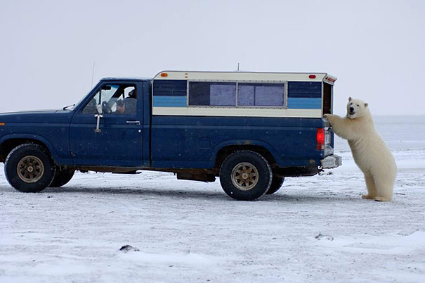 funny-bears-doing-human-things-29