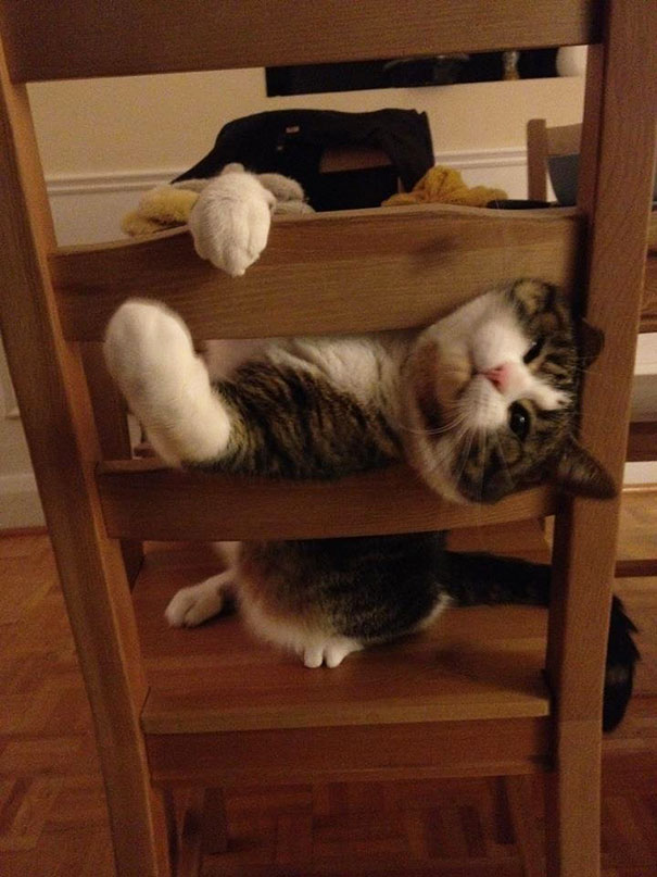 funny-cats-dogs-stuck-furniture-10 funny-cats-dogs-stuck-furniture-10