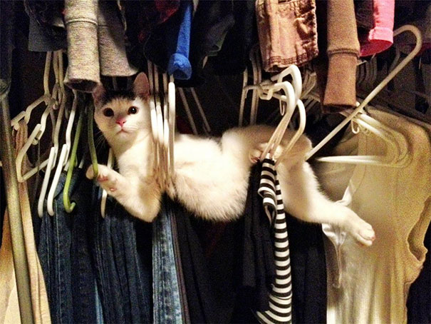 funny-cats-dogs-stuck-furniture-13 funny-cats-dogs-stuck-furniture-13