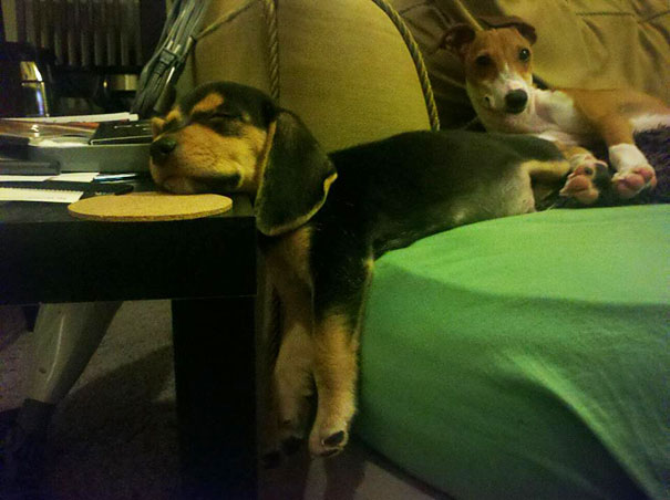 funny-cats-dogs-stuck-furniture-14 funny-cats-dogs-stuck-furniture-14