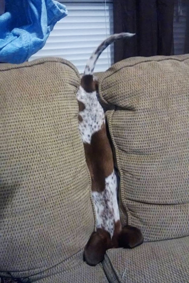 funny-cats-dogs-stuck-furniture-17 funny-cats-dogs-stuck-furniture-17