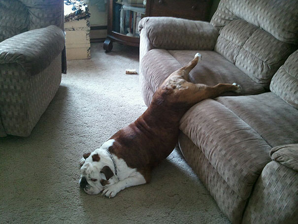 funny-cats-dogs-stuck-furniture-18 funny-cats-dogs-stuck-furniture-18