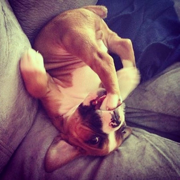 funny-cats-dogs-stuck-furniture-24 funny-cats-dogs-stuck-furniture-24