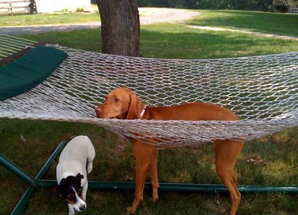 funny-cats-dogs-stuck-furniture-9 funny-cats-dogs-stuck-furniture-9