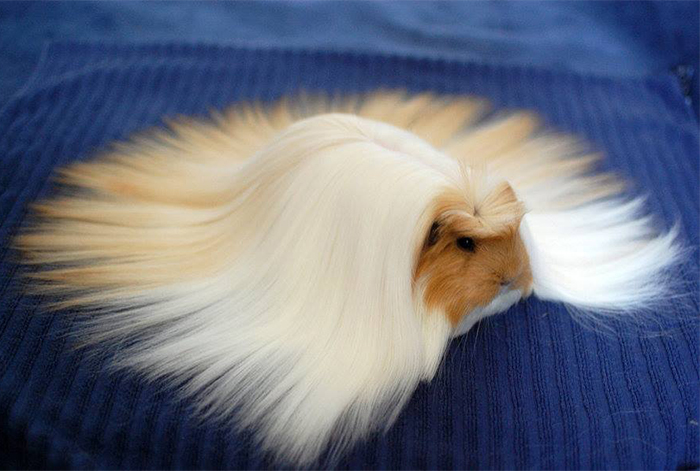 84 Animals With Majestic Hair