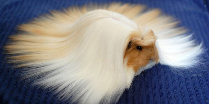84 Animals With Majestic Hair