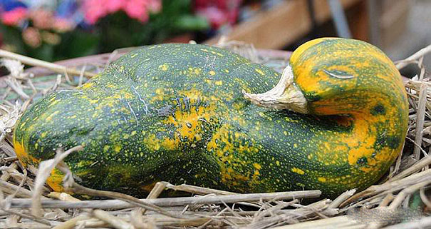 funny-shaped-vegetables-fruits-6 funny-shaped-vegetables-fruits-6