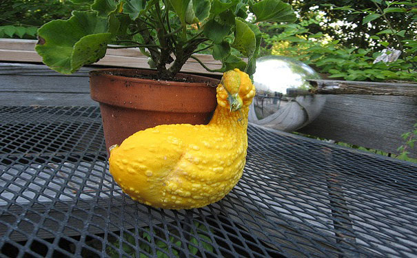 funny-shaped-vegetables-fruits-9 funny-shaped-vegetables-fruits-9