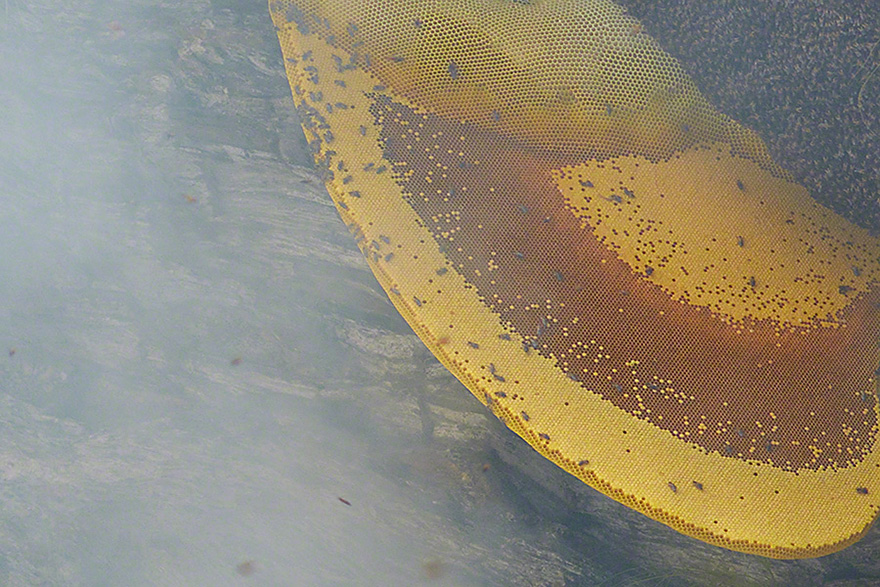 honey-hunters-andrew-newey-4 honey-hunters-andrew-newey-4