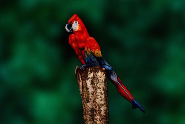 parrot-optical-illusion-body-art-johannes-stoetter-1 parrot-optical-illusion-body-art-johannes-stoetter-1