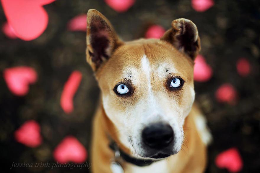 shelter-dog-photos-let-it-rain-love-jessica-trinh-1 shelter-dog-photos-let-it-rain-love-jessica-trinh-1