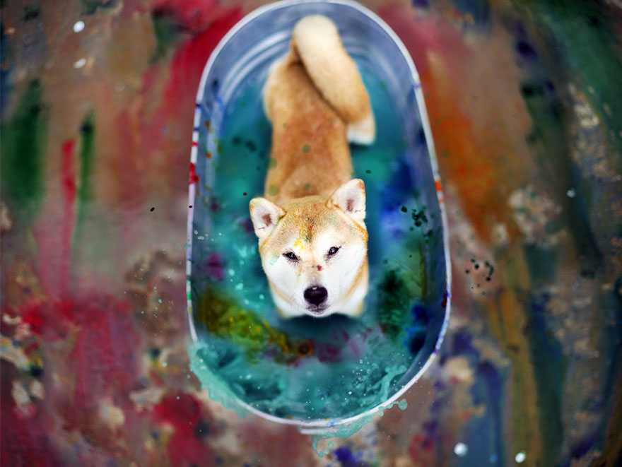 shelter-dog-photos-let-it-rain-love-jessica-trinh-33 shelter-dog-photos-let-it-rain-love-jessica-trinh-33