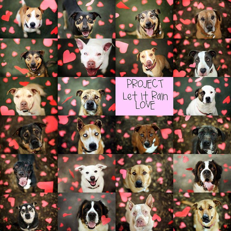 shelter-dog-photos-let-it-rain-love-jessica-trinh-7 shelter-dog-photos-let-it-rain-love-jessica-trinh-7