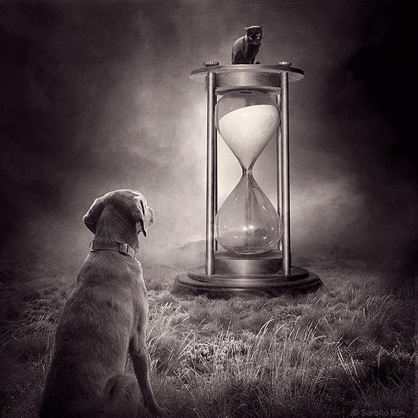 surreal-photoshop-images-shelter-animals-sarolta-ban-10