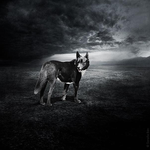 surreal-photoshop-images-shelter-animals-sarolta-ban-2