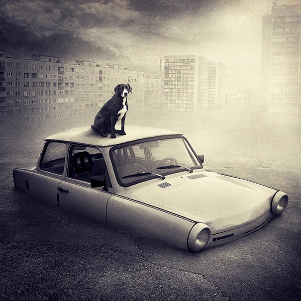 surreal-photoshop-images-shelter-animals-sarolta-ban-3 surreal-photoshop-images-shelter-animals-sarolta-ban-3