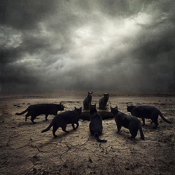surreal-photoshop-images-shelter-animals-sarolta-ban-6 surreal-photoshop-images-shelter-animals-sarolta-ban-6