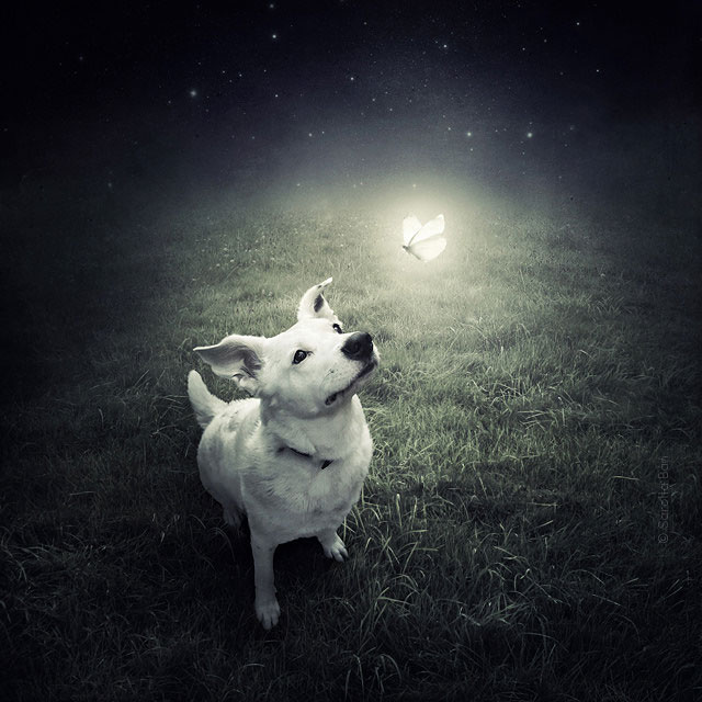 Artist Creates Surreal Pictures With Shelter Animals To Help Find Them New Homes