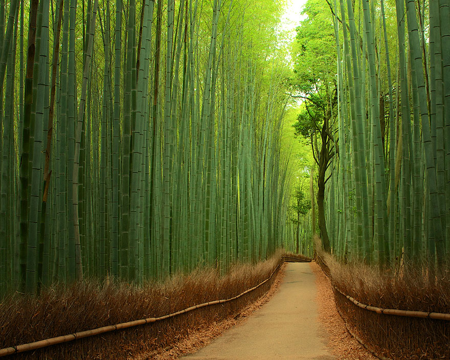 Bamboo road in Bamboo Forest, Japan Bamboo road in Bamboo Forest, Japan