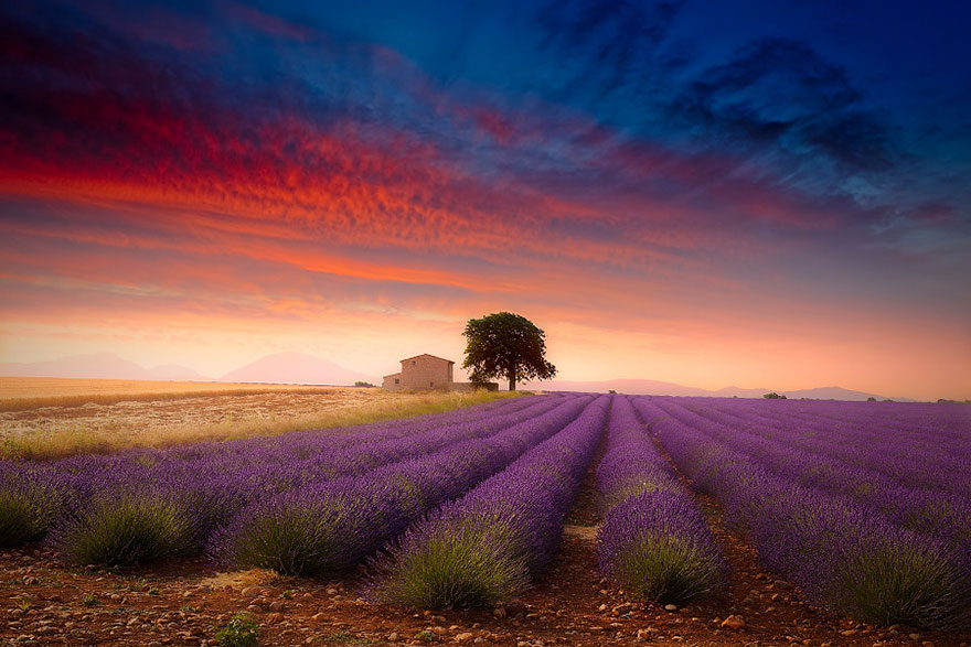 Purple plants field in Provence, France Purple plants field in Provence, France