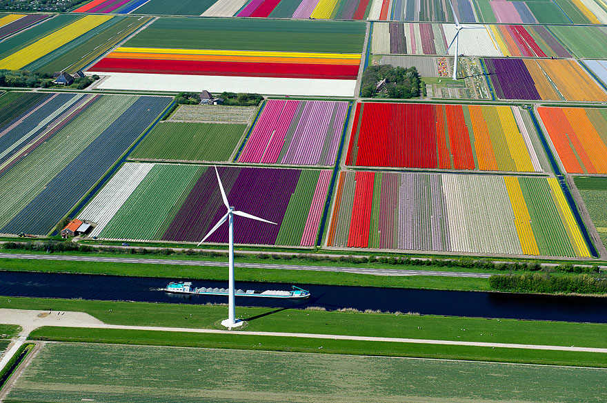 Tulip fields in Netherlands Tulip fields in Netherlands
