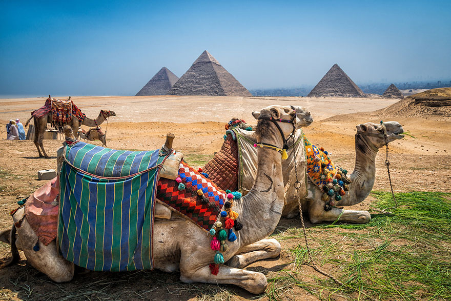 Camels lying on the ground near Giza Pyramids, Egypt Camels lying on the ground near Giza Pyramids, Egypt