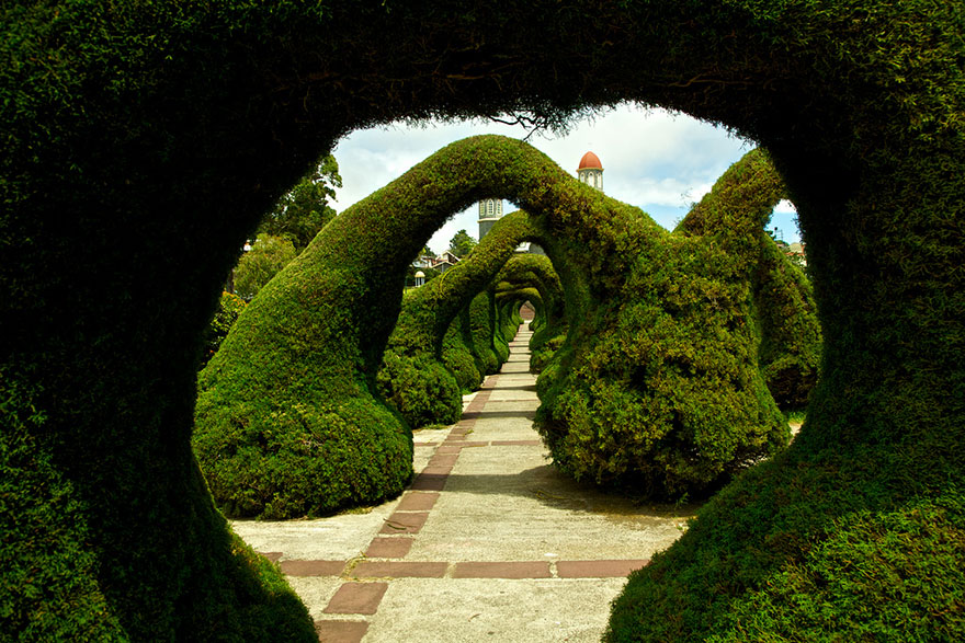 amazing-tree-tunnels-23 amazing-tree-tunnels-23