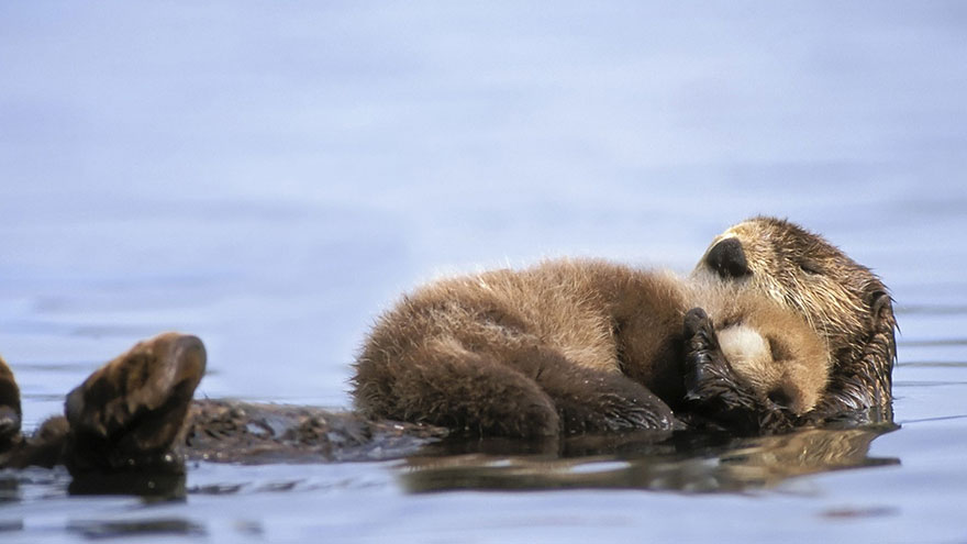 25 Of The Cutest Parenting Moments In The Animal Kingdom 25 Of The Cutest Parenting Moments In The Animal Kingdom