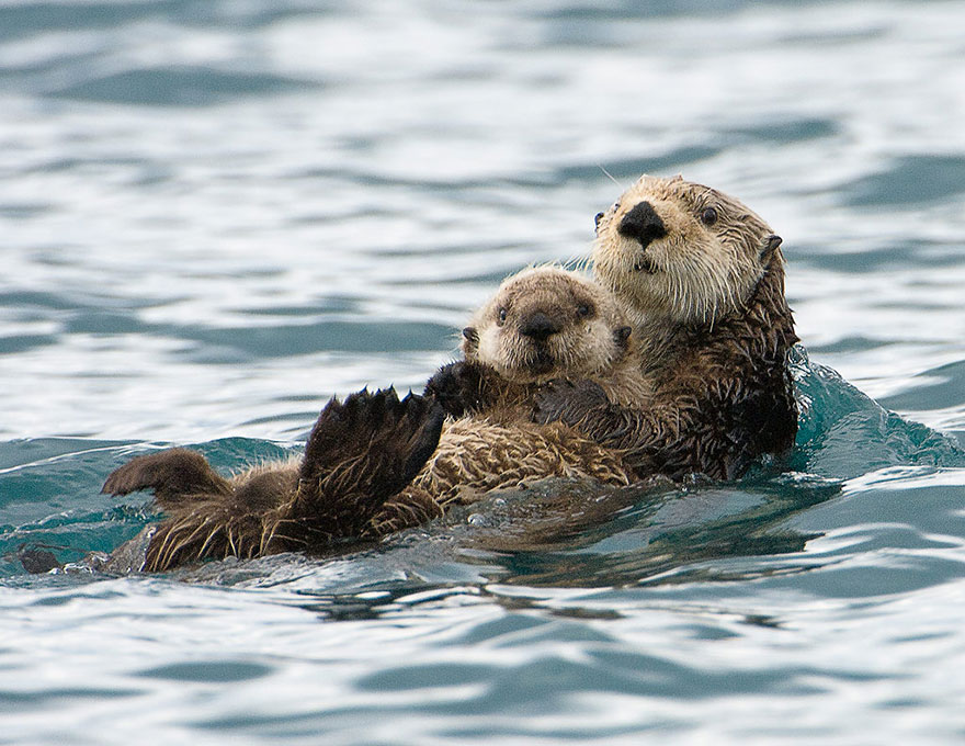 25 Of The Cutest Parenting Moments In The Animal Kingdom 25 Of The Cutest Parenting Moments In The Animal Kingdom