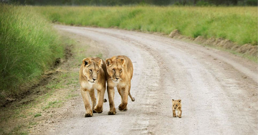 25 Of The Cutest Parenting Moments In The Animal Kingdom 25 Of The Cutest Parenting Moments In The Animal Kingdom