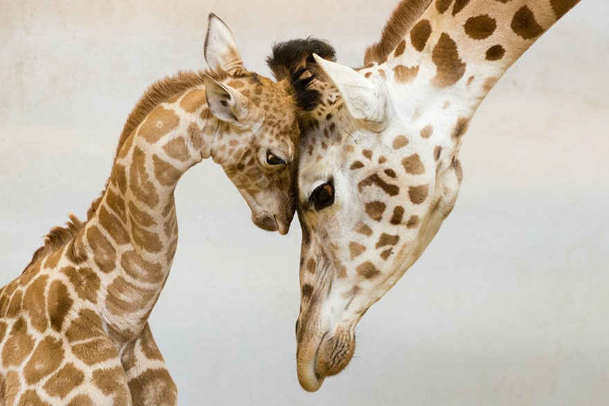 25 Of The Cutest Parenting Moments In The Animal Kingdom 25 Of The Cutest Parenting Moments In The Animal Kingdom