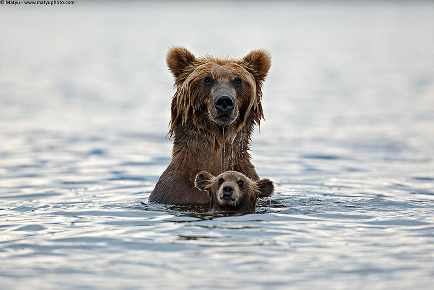 25 Of The Cutest Parenting Moments In The Animal Kingdom 25 Of The Cutest Parenting Moments In The Animal Kingdom