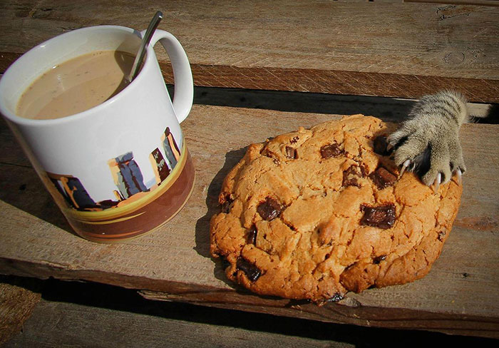 146 Cat-Thieves That Were Caught Red-Pawed