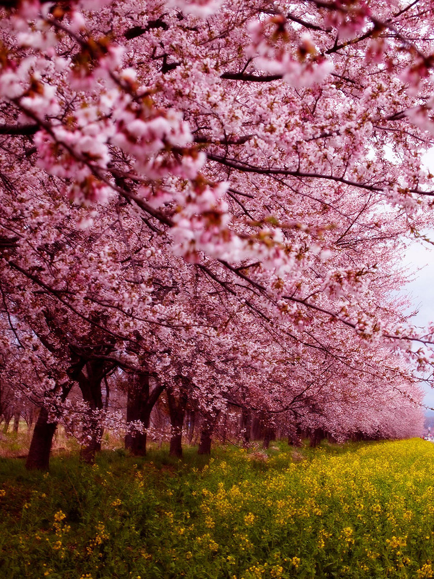 21 Of The Most Beautiful Japanese Cherry Blossom Photos Of 2014 21 Of The Most Beautiful Japanese Cherry Blossom Photos Of 2014