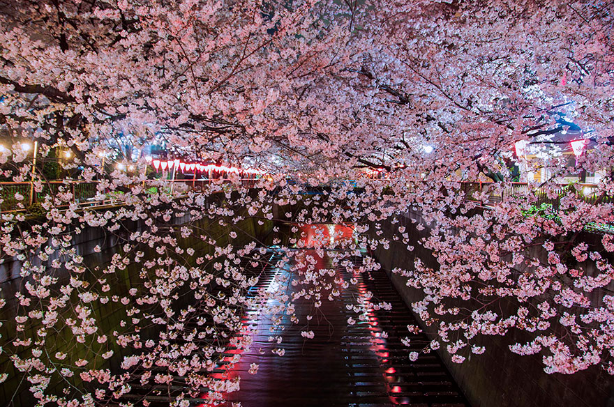 cherry-blossom-sakura-17 cherry-blossom-sakura-17