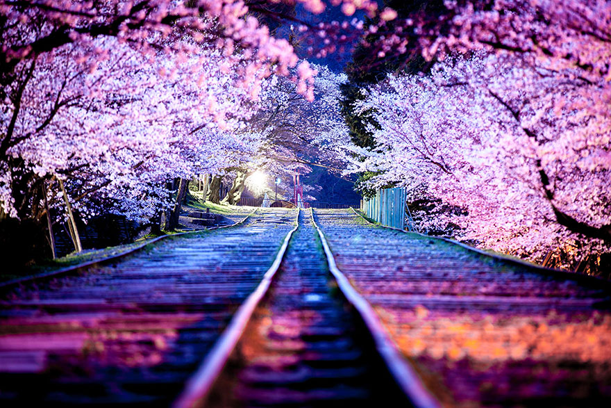 21 Of The Most Beautiful Japanese Cherry Blossom Photos Of 2014 21 Of The Most Beautiful Japanese Cherry Blossom Photos Of 2014