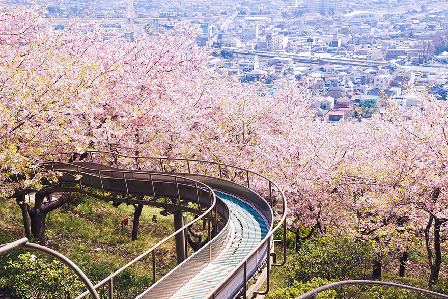 21 Of The Most Beautiful Japanese Cherry Blossom Photos Of 2014 21 Of The Most Beautiful Japanese Cherry Blossom Photos Of 2014