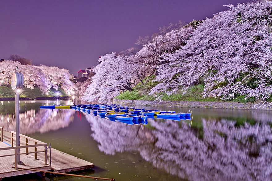 21 Of The Most Beautiful Japanese Cherry Blossom Photos Of 2014 21 Of The Most Beautiful Japanese Cherry Blossom Photos Of 2014